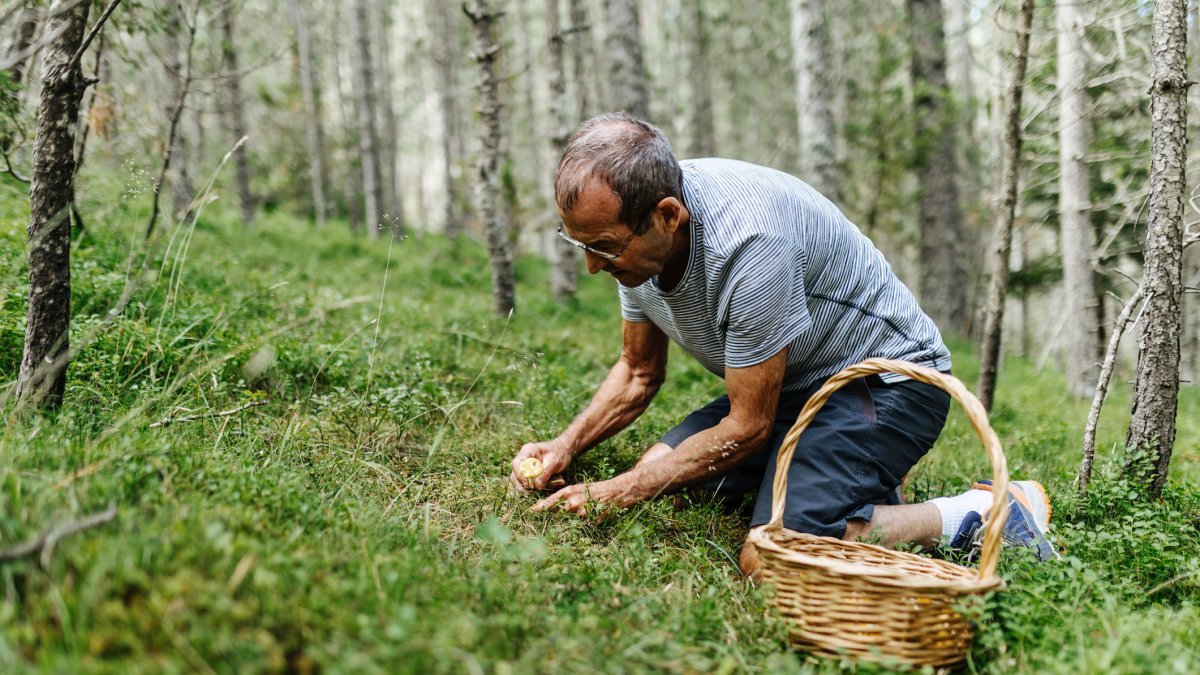 Un hombre recoge setas en el bosque