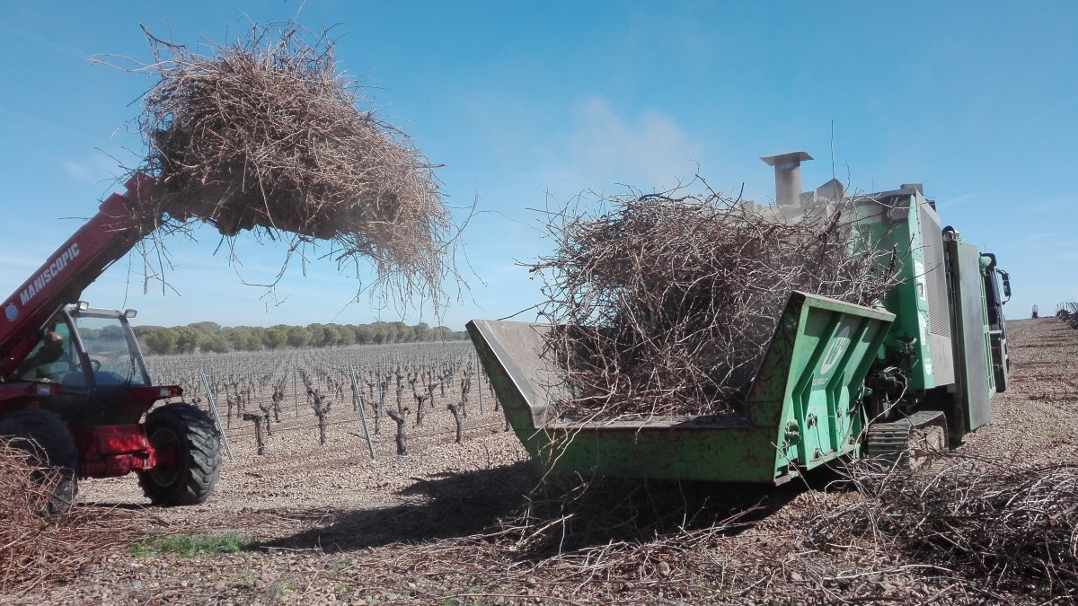 Sarmientos en una finca vitivinícola de Castilla y León.