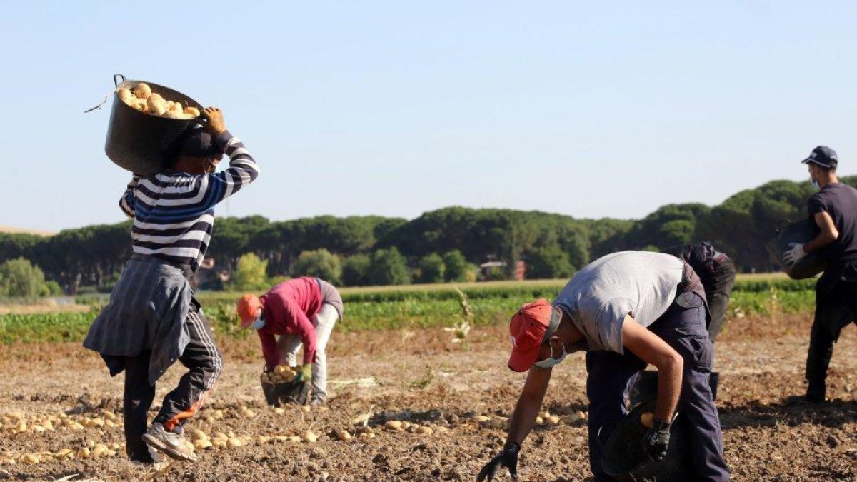 Un grupo de jornaleros recogen patatas en una explotación de la localidad vallisoletana de Villamarciel.