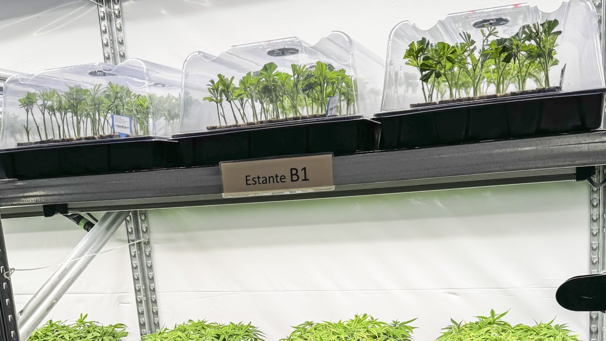 Plantas de cannabis cultivadas en Garray.