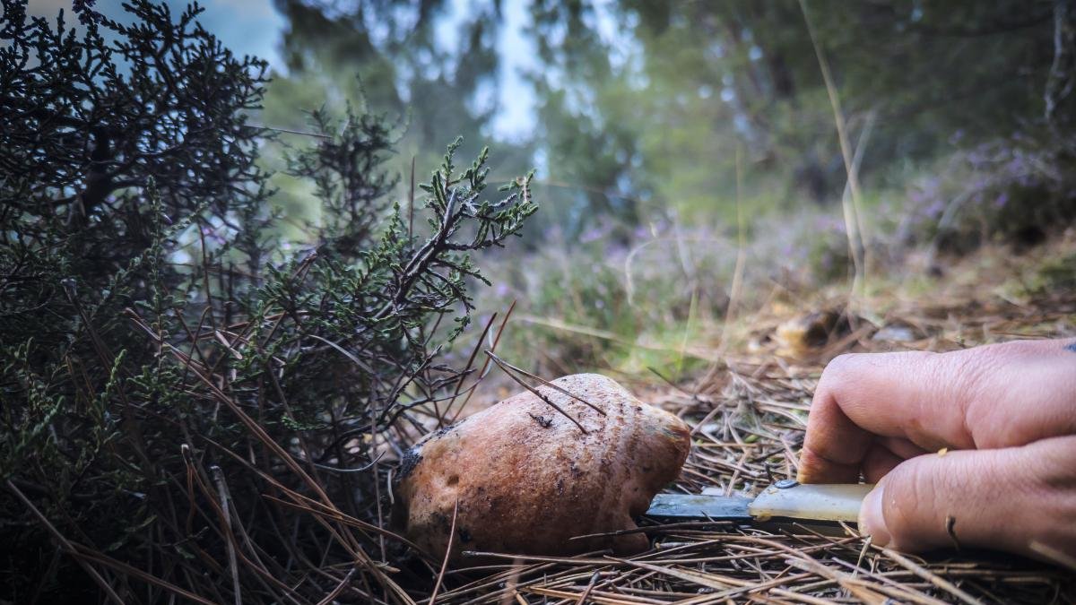 Ejemplar de níscalo en un monte de Soria.