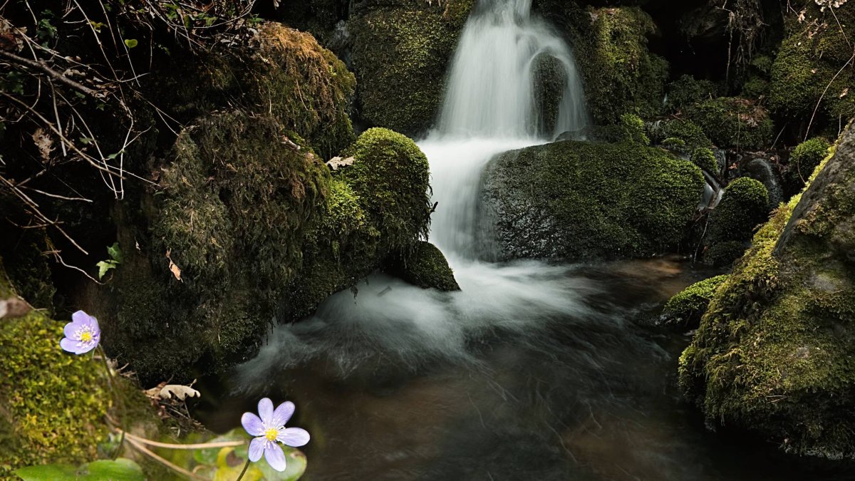 Pequeña cascada entre rocas cubiertas de musgo en un entorno natural húmedo