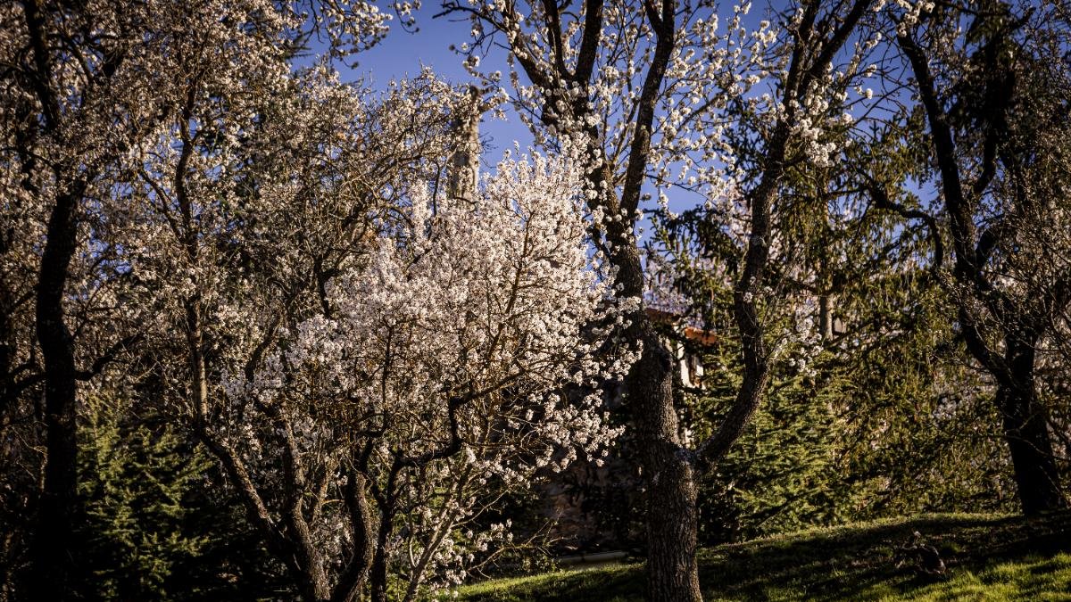 Árboles en la capital soriana en una imagen de finales de marzo de 2026.