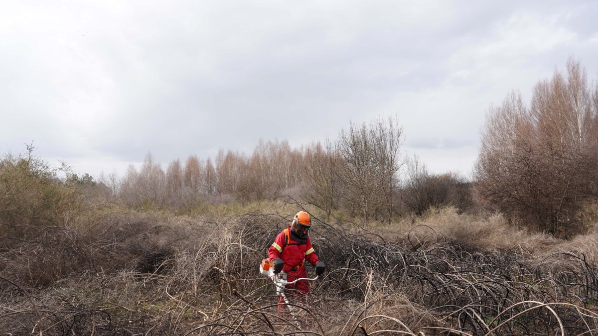 Un efectivo del Servicio de Prevención y Extinción de Incendios realiza tareas de desbroce durante el invierno en la Sierra de la Culebra (Zamora).
