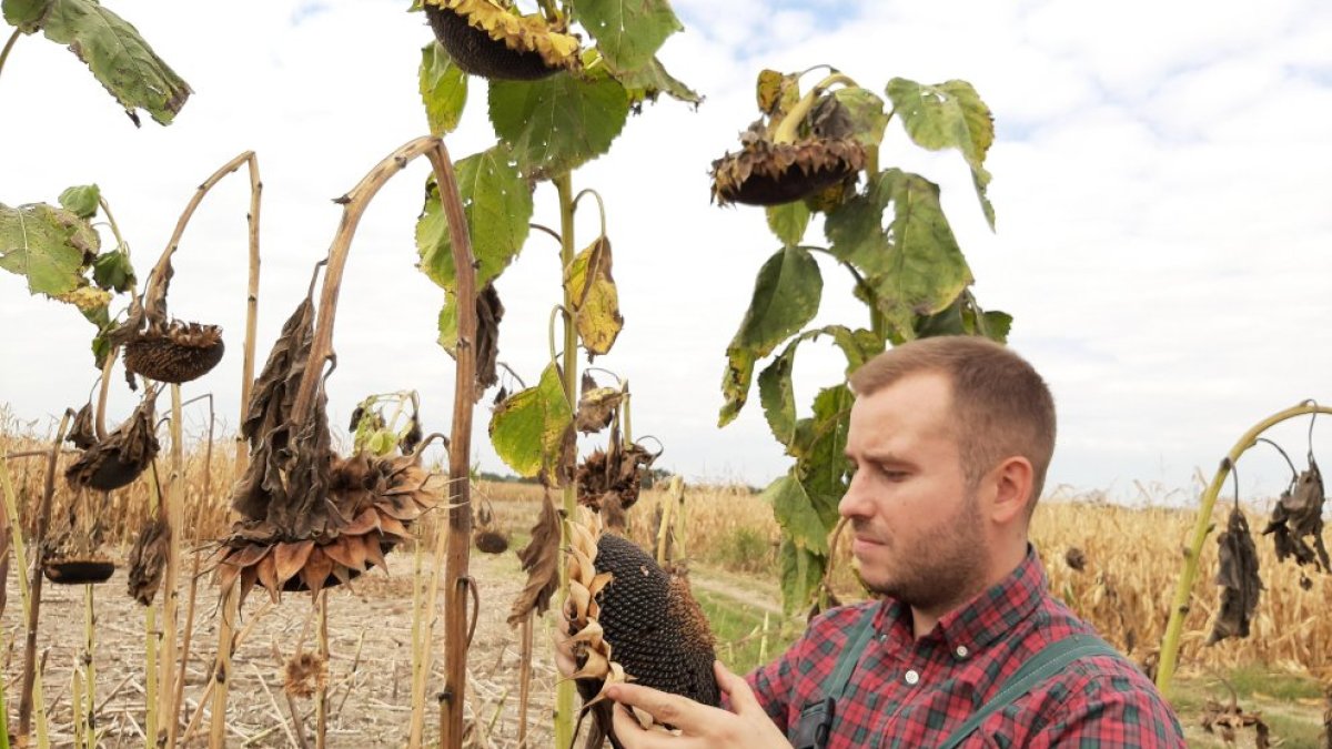 Un joven agricultor examina un cultivo de girasol.