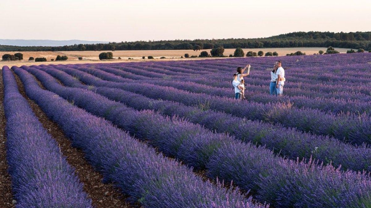 Los campos de lavanda de Caleruega permiten disfrutar del colorido ya entrado el verano. Alcanzan su máximo esplendor en la primera quincena de julio.