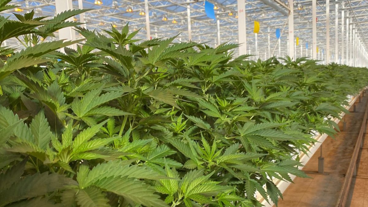 Cannabis medicinal cultivado en Ondara en una imagen de archivo.