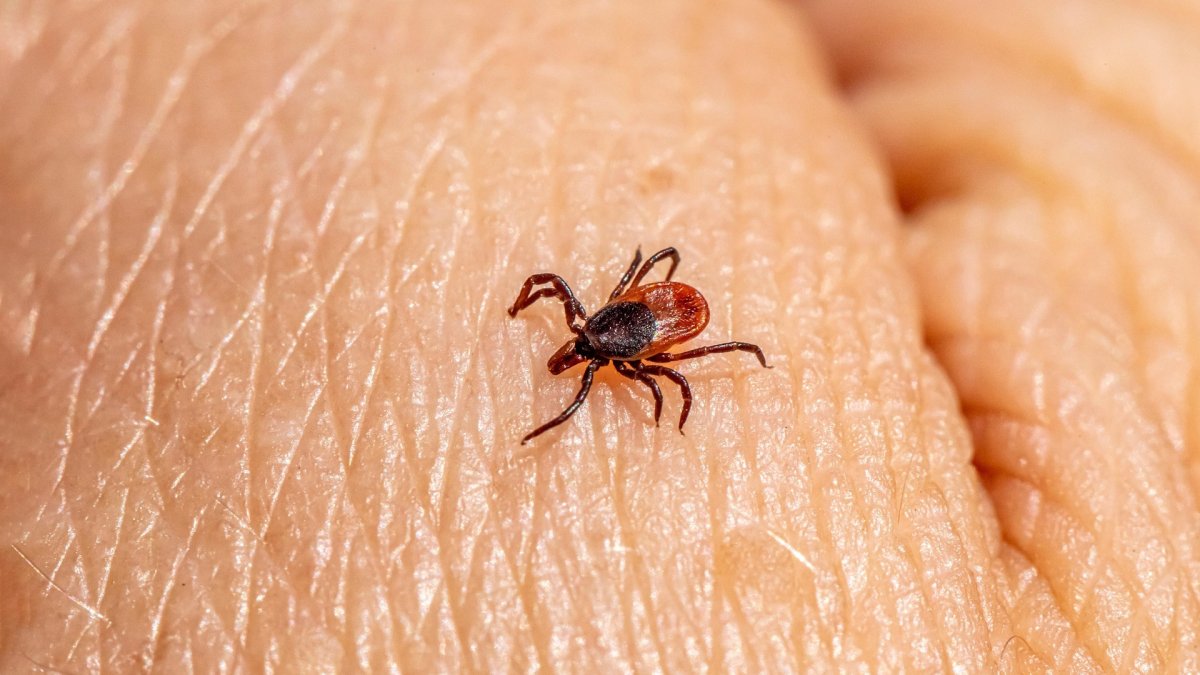 Si el laboratorio confirma que la garrapata portaba algún patógeno, el paciente debe acudir al médico.
