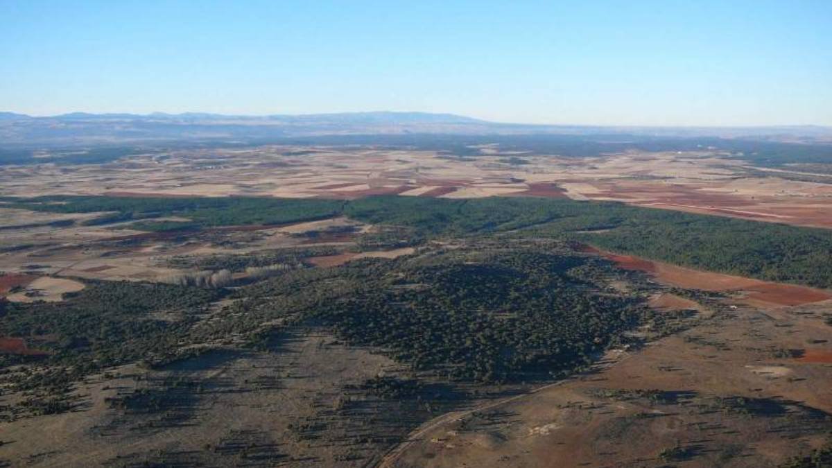 El Sabinar de Calatañazor se extiende sobre una meseta calcárea a unos 1.000 metros de altitud, formando uno de los bosques de sabina mejor conservados del mundo