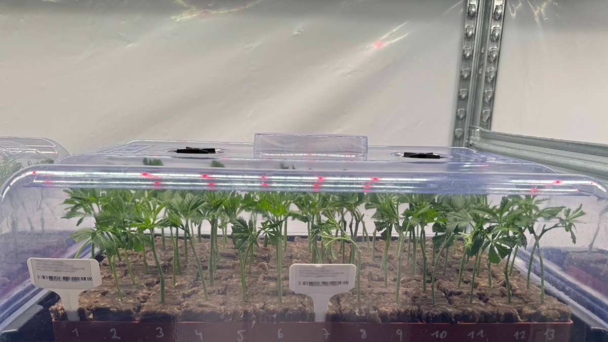Plantas de cannabis cultivadas en Garray.