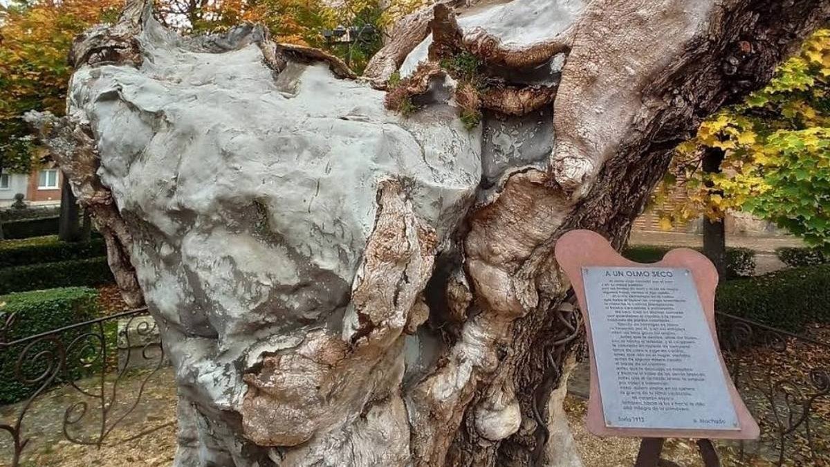 El olmo real que inspiró el poema de Machado, marcado por la grafiosis y convertido en símbolo literario