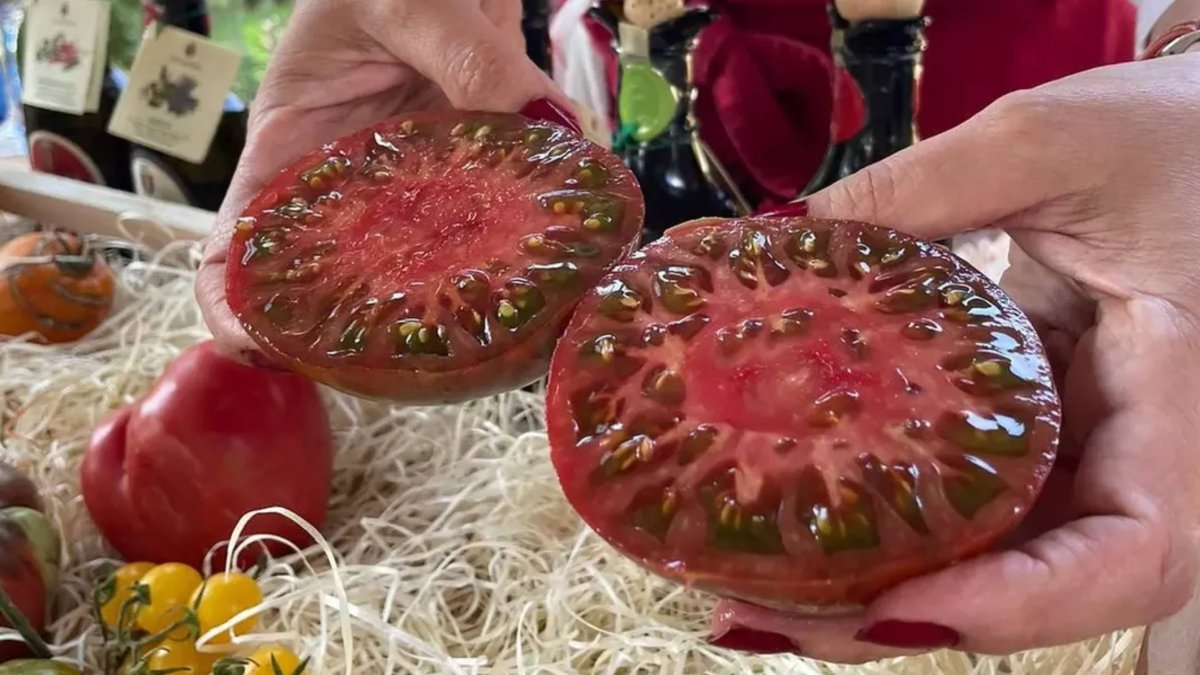Un tomate de variedad tradicional, jugoso y de semillas oscuras, ejemplo del tipo de fruto que se obtiene a partir de semillas antiguas recuperadas