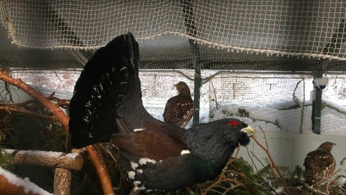 El centro de cría del urogallo en Valsemana (León) logra la supervivencia de 76 pollos la temporada pasada.