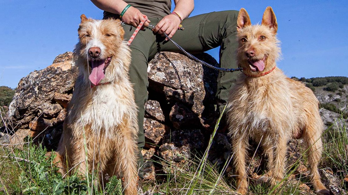 El curso de adiestramiento de perros de caza tendrá lugar en Castillejo.