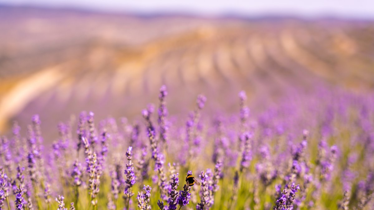 Campos de lavanda en San Felices, provincia de Soria