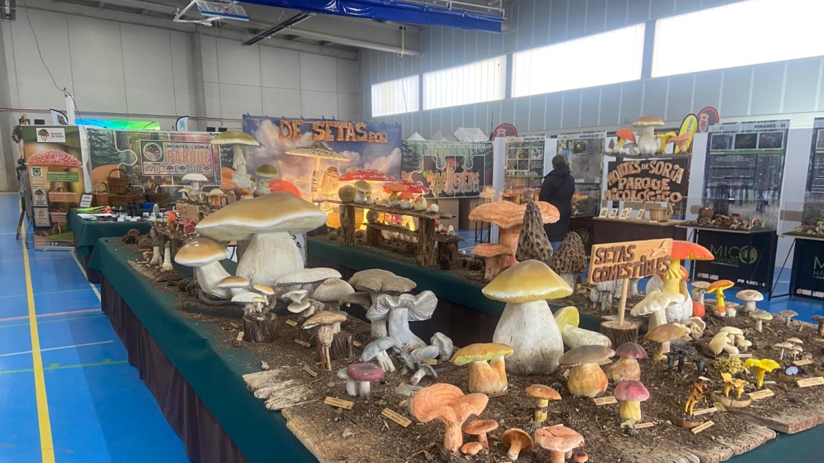 Exposición reciente de Montes de Soria.