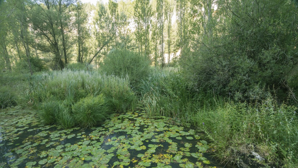 Bosque de Soria