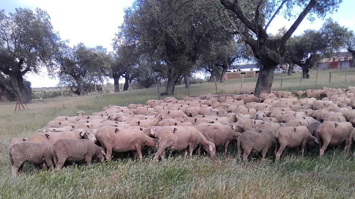 Rebaño de los hermanos Pérez en Trujillo, recién marcado con el hierro.