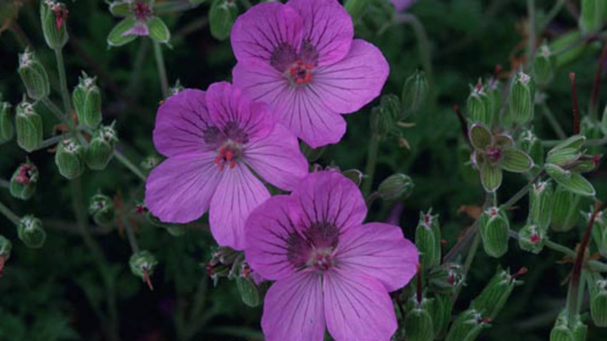El geranio de El Paular destaca por sus flores rosadas y crece en enclaves muy concretos de Soria, Madrid, Guadalajara y Zaragoza