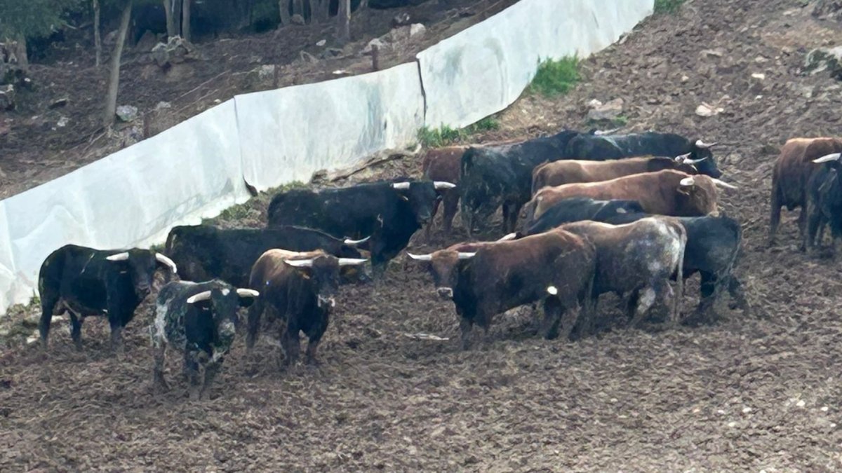 Los toros de La Saca, en la ganadería de la localidad de Brihuega, en Guadalajara.