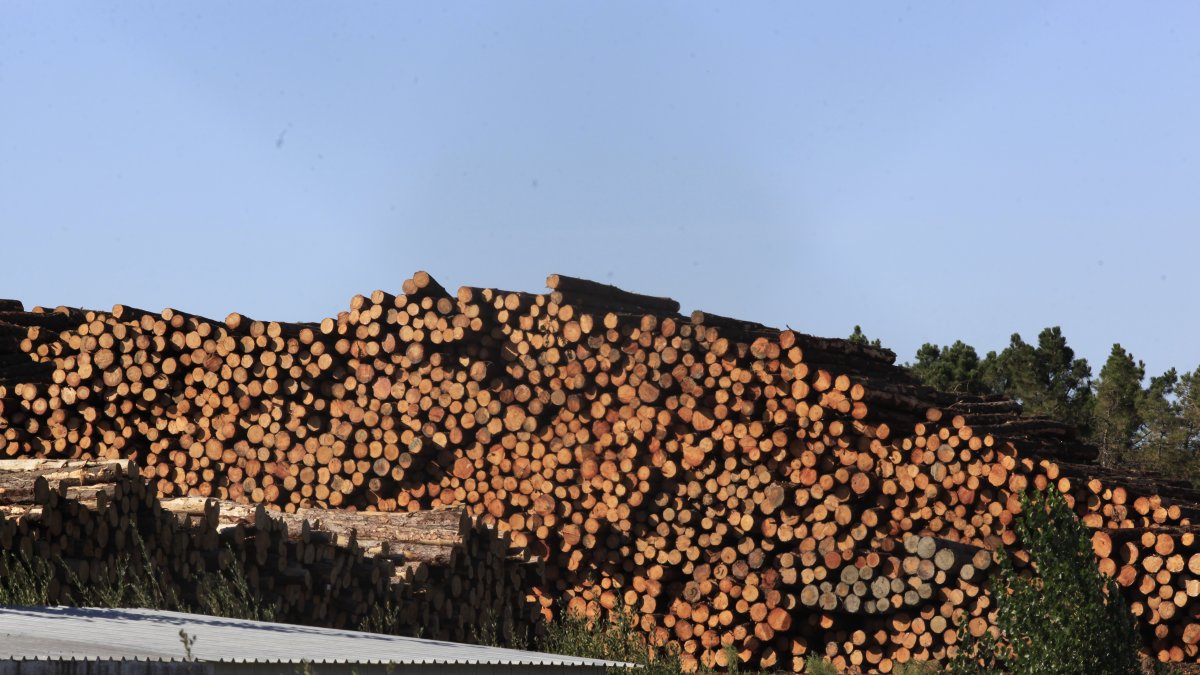 Madera almacenada en el aserradero de Losán en Soria.