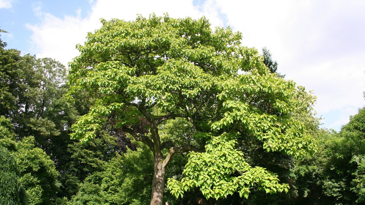 Sagides contará con una plantación de paulownia de la mano de Gravitad.