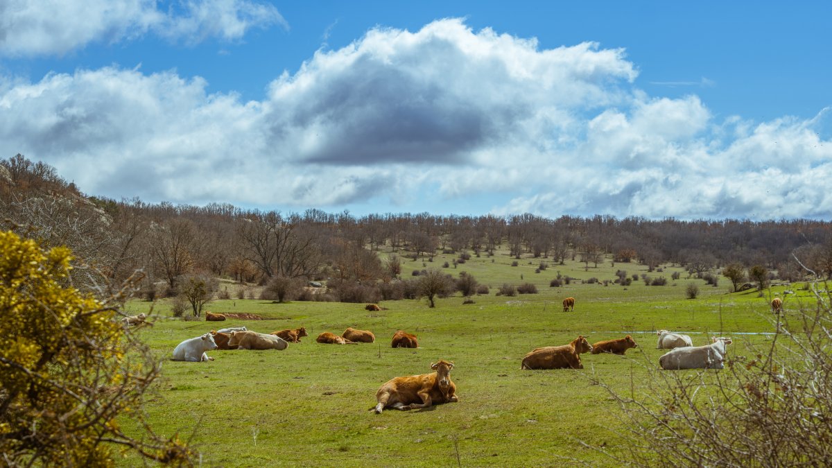 Vacas en el parque de Valonsadero en Soria