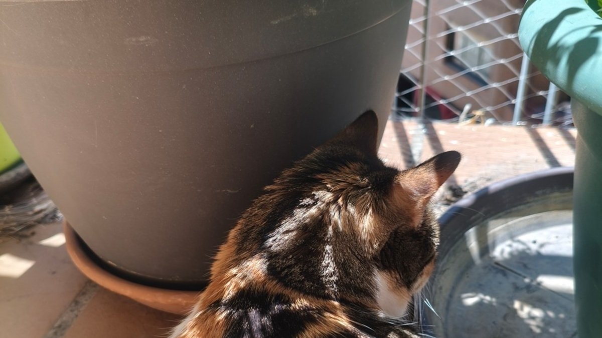 Una gata busca la sombra este fin de semana entres unas macetas.