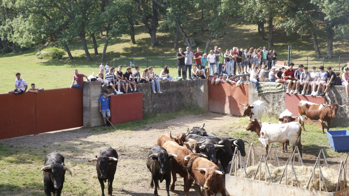 Los novillos de San Juan en Cañada Honda.