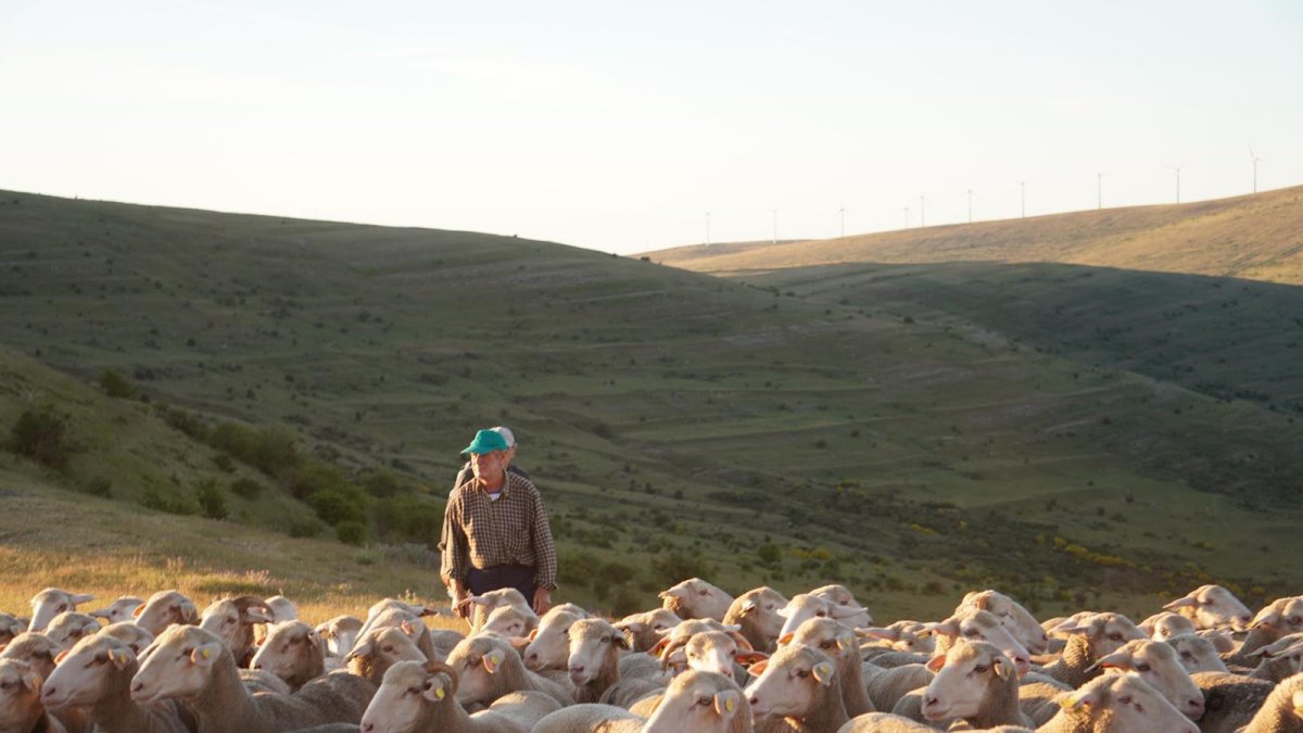 Los hermanos Pérez conduciendo su ganado por los montes de Soria.