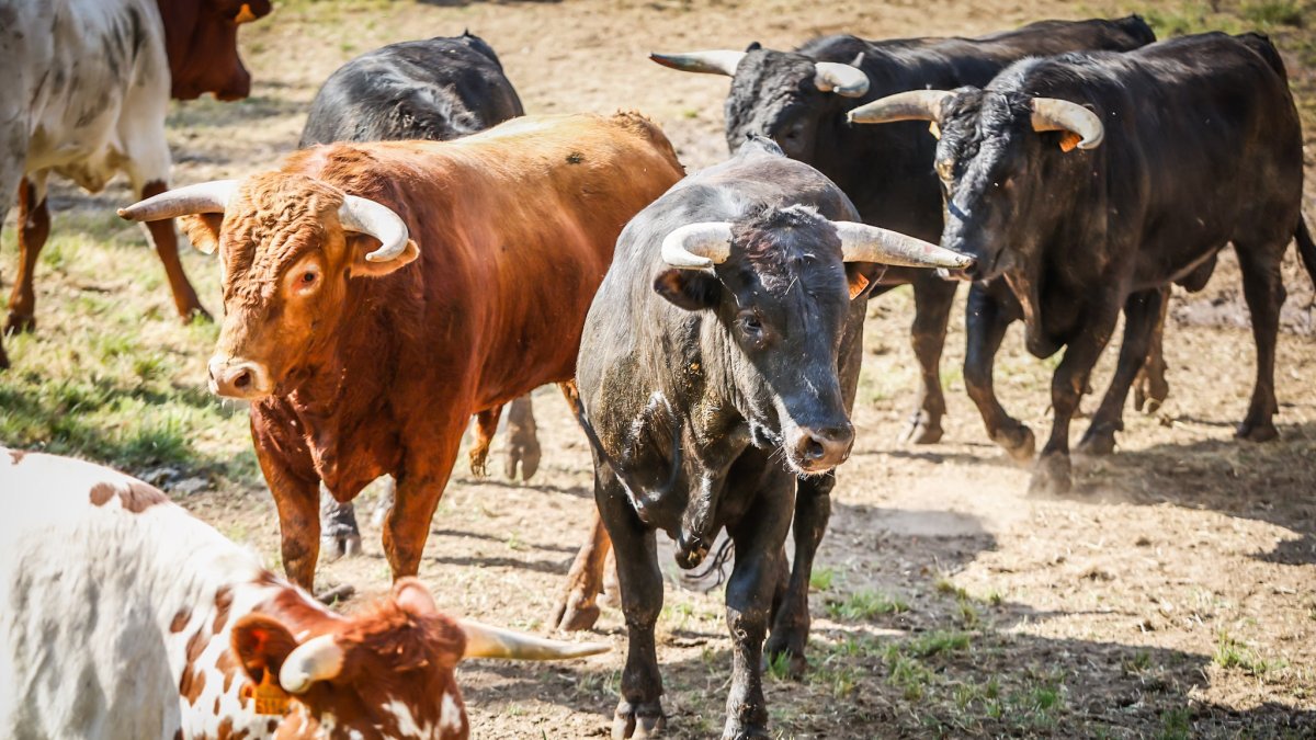 Los animales durante el Desencajonamiento.