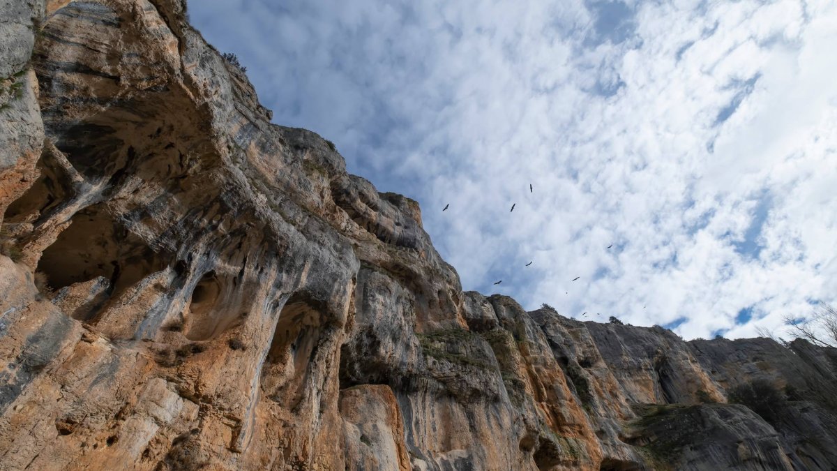 Las paredes calizas del Cañón del Río Lobos enmarcan el entorno de las Cuevas de San Bartolomé, donde es habitual ver buitres sobrevolando el paisaje.