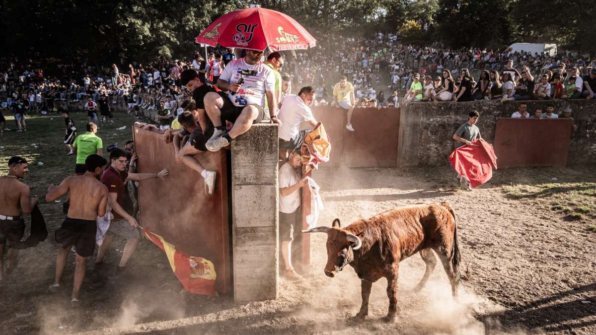 Uno de los toros se dispone a salir de los corrales a Cañada Honda en la celebración del Lavalenguas.