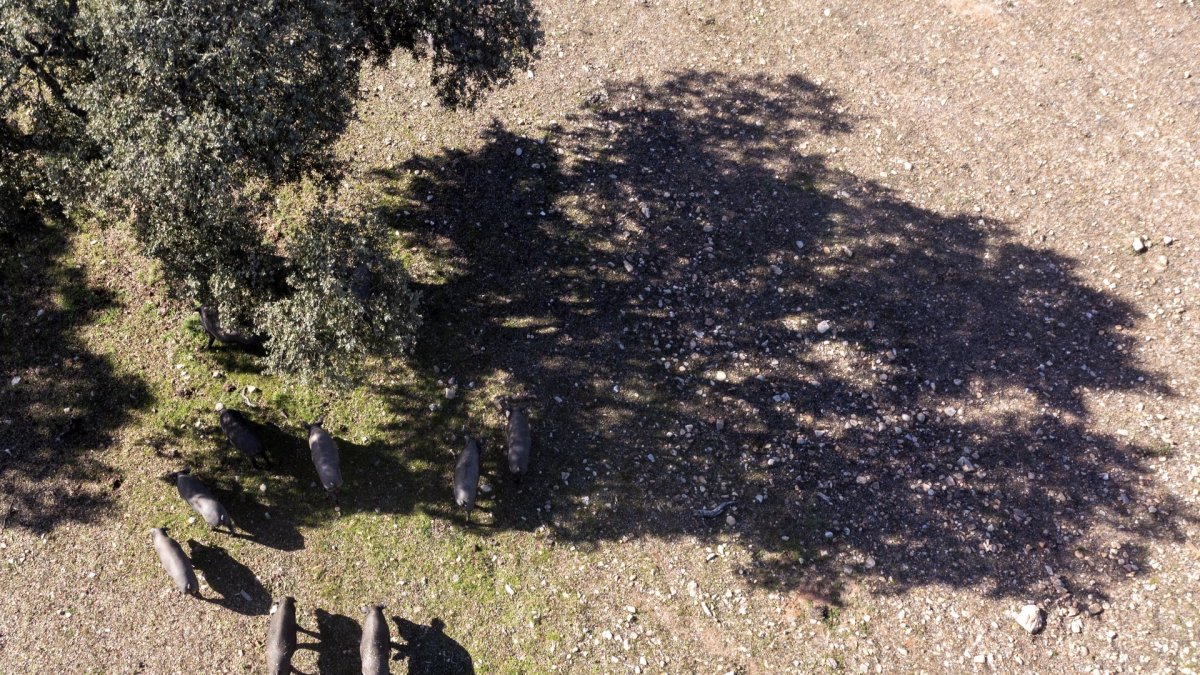 Montanera en la dehesa Charra. Cerdos de raza ibérica pura en una finca cerca de Retortillo.
