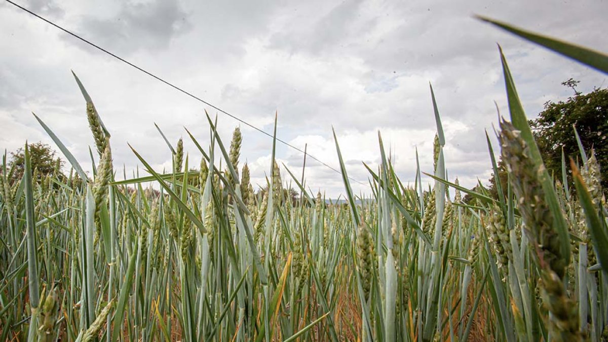 Campo de trigo en la provincia.