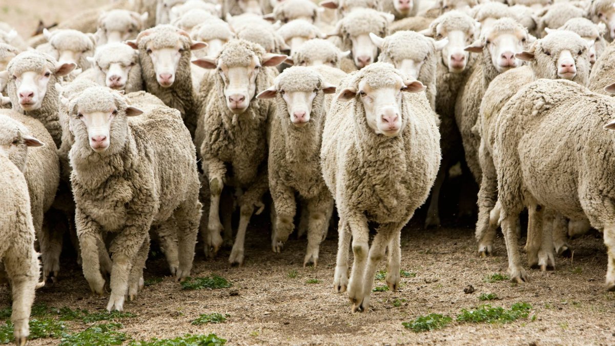 Las ovejas merinas protagonizaron durante siglos la trashumancia soriana, una actividad que llegó a mover unas 50.000 cabezas de ganado y de la que hoy solo queda un último rebaño de 1.200 animales.