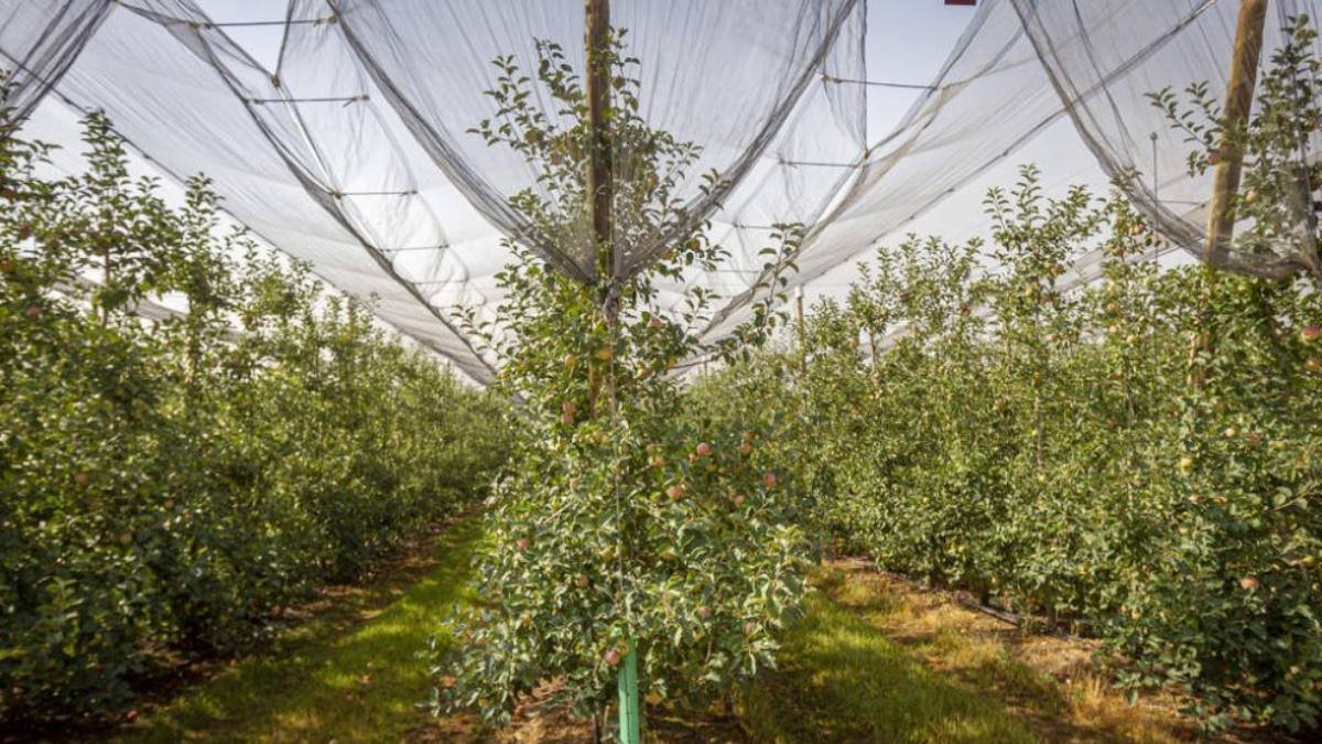 Manzanos en la finca de La Rasa, considerada una de las mayores plantaciones de manzanas de Europa.