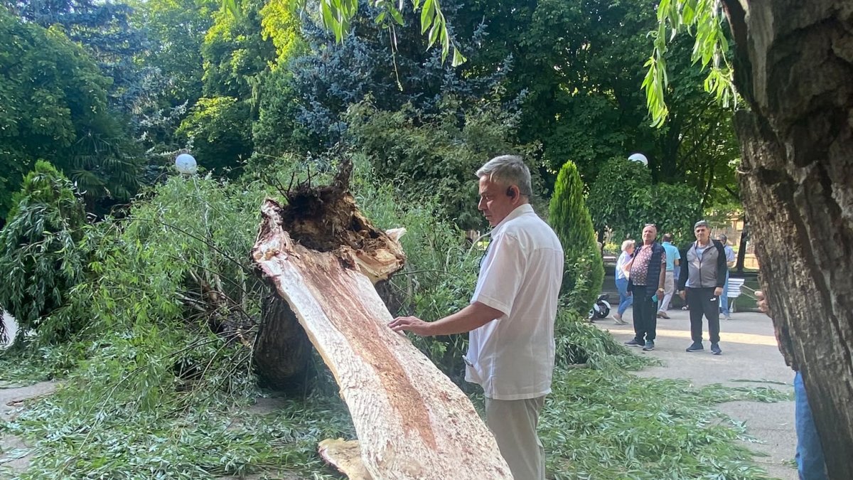 Un hombre observa la parte desgajada y desprendida del árbol en el parque de La Dehesa.