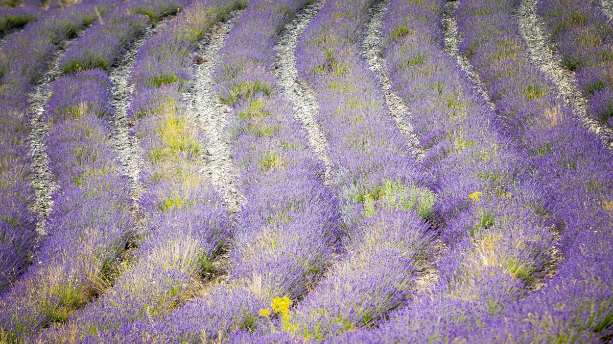 Imagen de archivo de los campos de lavanda de San Felices.