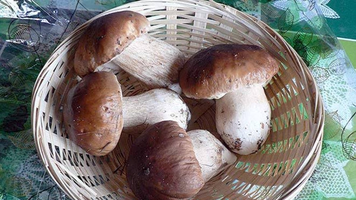 Cesta tradicional con Boletus edulis