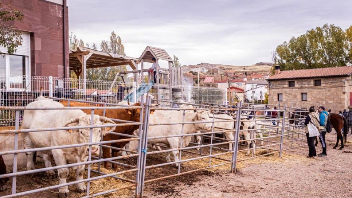 Puestos de ganado de la feria ganadera de Borobia.
