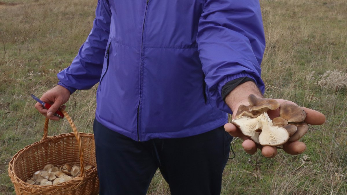 Un setero con una cesta de mimbre recoge setas de cardo.