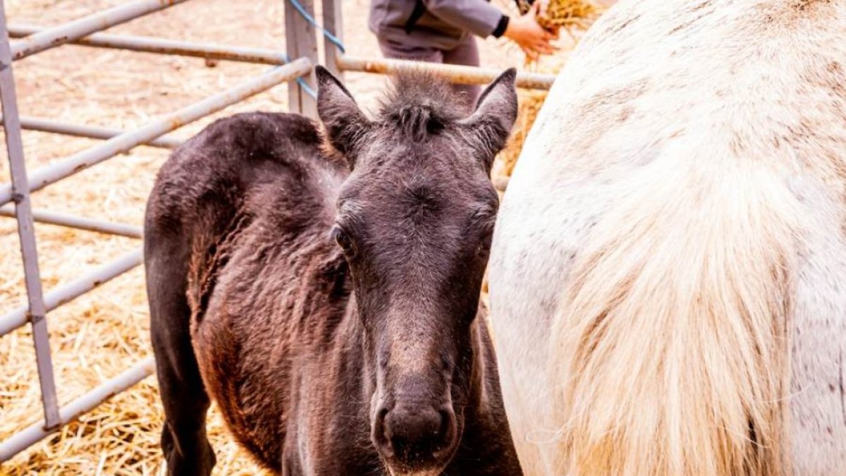 Animales en uno de los expositores de ganado en la feria de Borobia del año pasado.