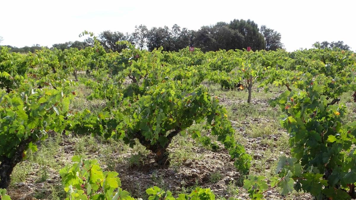 Viñedos de los que se extrae la uva para el vino premiado.