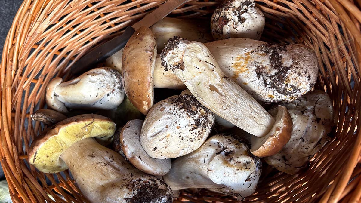 Boletus recolectados en la zona de Pinares esta semana.
