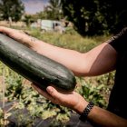 Los huertos de la provincia producen diferentes variedades de alimentos