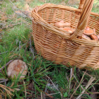 Una cestita de níscalos en un pinar de Soria en este mes de noviembre. A.C.