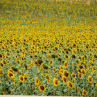 Campos de girasol dañados tras la granizada de Peroniel - MARIO TEJEDOR (18)