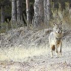 Un lobo en plena naturaleza-EL MUNDO