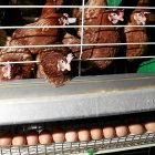 Gallinas ponedoras en una granja avícola de la Comunidad Autónoma. / J. M. LOSTAU